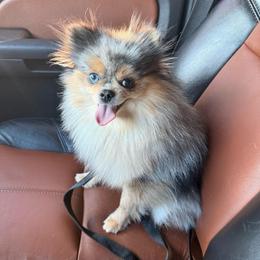 Daisy - Merle female Pomsky puppy in Green Bay, Wisconsin from OG's Pomskies