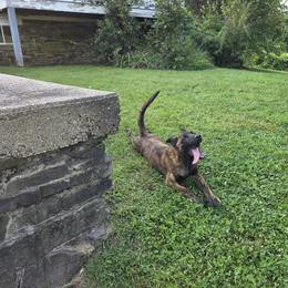 Dutch Shepherd Puppies from Acadia CanineTM