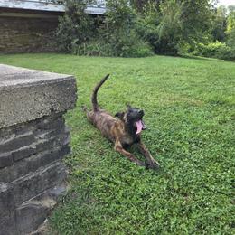 Dutch Shepherd Puppies from Acadia CanineTM