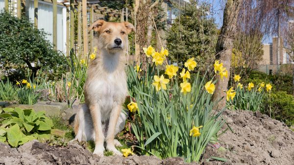 Find Portuguese Podengo puppies for sale