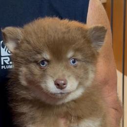 Jewel - Chocolate female Pomsky puppy in Spring Hill, Florida from PDQ Pomskies