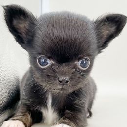 Teeny - Black female Chihuahua puppy in Westport, New York from Chantilly chihuahuas