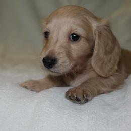 Melia - Cream female Dachshund puppy in Texarkana, Texas from Lolo&CoDachshunds