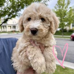 Bernedoodle, Cavalier King Charles Spaniel, and Poodle Puppies from Ellas.Pups (Bernedoodles & Cavapoos)