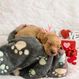 White - Apricot female Goldendoodle puppy in Boise, Idaho from Goldendoodle Baby