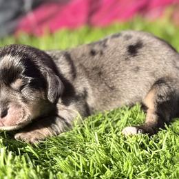 Mason - Dapple male Dachshund puppy in Chelsea, Oklahoma from Elite Puppies of Oklahoma, LLC