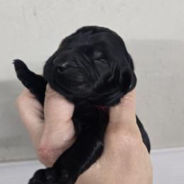 Dark Green collar boy - Black male Giant Schnauzer puppy in Billings (Bil), Montana from Kaiser's Giants