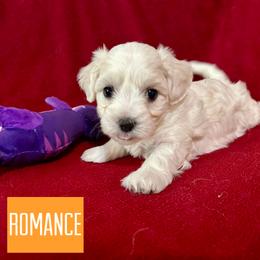 Romance - White male Coton de Tulear puppy in Provo, Utah from New Canyon Havanese & Coton Puppies