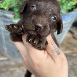 Ella Langley - Chocolate female Dachshund puppy in Payette, Idaho from NT Mini Doxies
