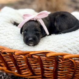 Lainey - female Australian Mountain Doodle puppy in Pittsburgh, Pennsylvania from WestPenn Doodles LLC
