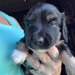 Denny - Black and cream male Dachshund puppy in Chelsea, Oklahoma from Renee's Dachshund's