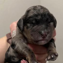 Bernedoodles from Pearly Merle’s Doodle Farm