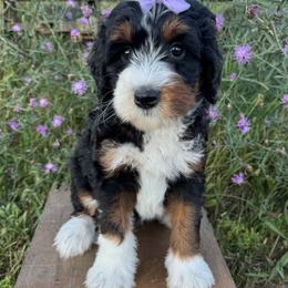 Lavender - Tri-color female Bernedoodle puppy in Hesperia, Michigan from Red Acres Poodles & Doodles