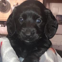 Dachshund Puppies from Jeffrey Johnson