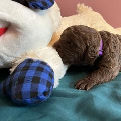 Boy 1 - Dark brown Chesapeake Bay Retriever puppy in Dayton, Ohio from Global Waters Chesapeakes