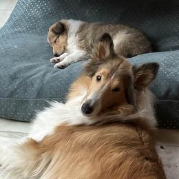 Collies from Nightwind Collies