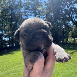 Dutton - Blue fawn male French Bulldog puppy in Cleveland, Tennessee from Grammer's Southern Breeding