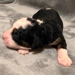 Sully - Tri-color male Bernedoodle puppy in Vacaville, California from Starlight Goldendoodles
