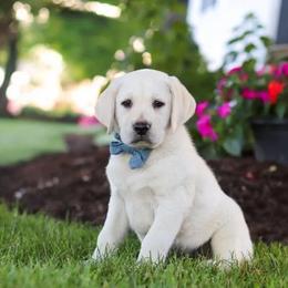 Winter - Yellow male Labrador Retriever puppy in Archer Lodge, North Carolina from Archer Lodge Labradors