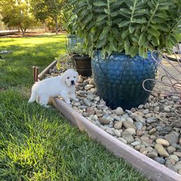 Girl 1 - Light golden Golden Retriever puppy in Shingle Springs, California from Golden State Goldens