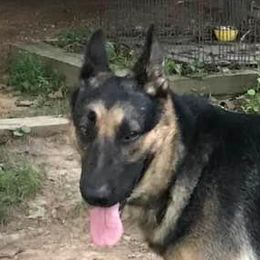Major - German Shepherd