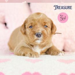 Treasure - Red female Australian Labradoodle puppy in Redding, California from Shasta Royal Monroe Puppies