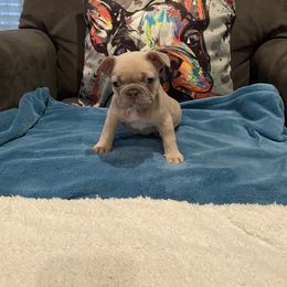 French Bulldog Puppies from Zoey's Dynasty French Bulldogs