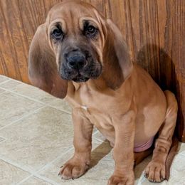 Red Collar Boy - Red male Bloodhound puppy in Paoli, Indiana from Houndsarunning Bloodhounds
