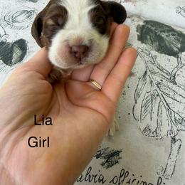 Lia - Liver white and tan female English Springer Spaniel puppy in Waynesburg, Pennsylvania from Krysak’s Springer Spaniels