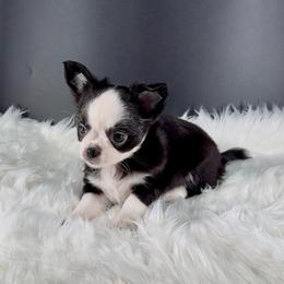 Pink Lady (Lady) - Black and white female Chihuahua puppy in Simpsonville, South Carolina from N&T's Chihuahuas