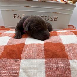 Dark pink - Chocolate female Labrador Retriever puppy in Heath Springs, South Carolina from Rich Hill Retrievers