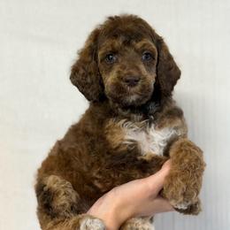 True Religion - Phantom female Poodle puppy in Hartwell, Georgia from Lake Hartwell Standard Poodles