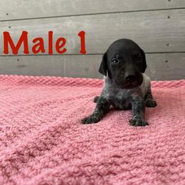 Boone - Black roan male German Shorthaired Pointer puppy in Axton, Virginia from Red Clay Kennels