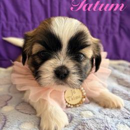 Tatum - Gold and white female Shih Tzu puppy in Hemet, California from Aloha Shih Tzu