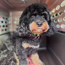 Raven - Cavapoo