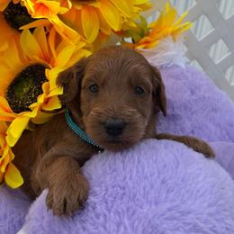 Colin (Teal) - Cream male Goldendoodle puppy in Miami, Florida from Katy's Toy Poodles