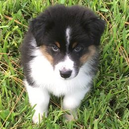 Australian Shepherds from Maine-my Aussies