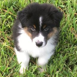 Australian Shepherds from Maine-my Aussies