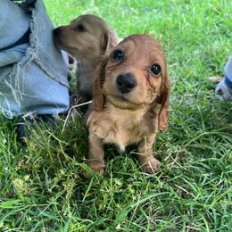 Theodore- AKC - Red male Dachshund puppy in Gainesville, Texas from Diamond B Doxies