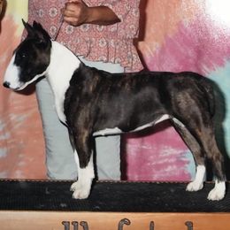 Miniature Bull Terriers from TerrraNova Miniature Bull Terrier