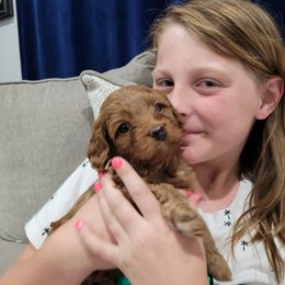 Cavapoo Puppies from Prince Pups