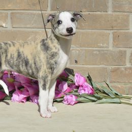 Whippet Puppies from Mardel Robeson
