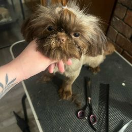 Lainey - Shih Tzu