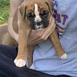 Rainier - Fawn female Boxer puppy in Custer, South Dakota from Tracy's Boxers