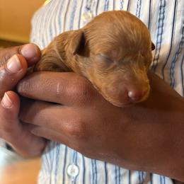 Prince - Red  male Poodle puppy in Utica, Ohio from Poodle Me Crazy