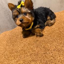 Kayden - Black and gold female Yorkshire Terrier puppy in Maple Heights, Ohio from Yorkiesllc