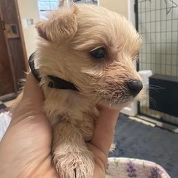 Harrison - Tan male Morkie puppy in Winston Salem, North Carolina from Patty’s Paws
