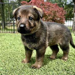 Onyx - Black and tan male German Shepherd puppy in Sonora, California from Elite Haus K9