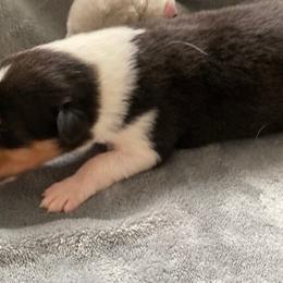 Lilith - Black white and tan female Collie puppy in Yulee, Florida from Three Collie Farm