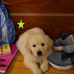 Girl 1 - Golden Retriever puppy from Lightning Oak Acres